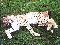 The dead lynx found in Norfolk