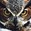 AnarchoOwl