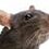 gamma_rat