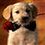 GoldenRetriever