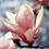 magnolia