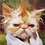 mettycat
