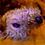 Ned_Netterville