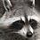 RockyRaccoon