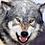toddly