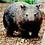 wombatron